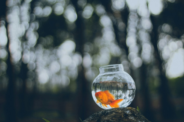 A goldfish swimming in a clear glass bowl of clean water.