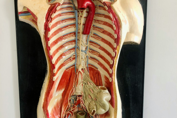 A medical anatomy model of the human back, showing the layers of muscle and connective tissue beneath the skin