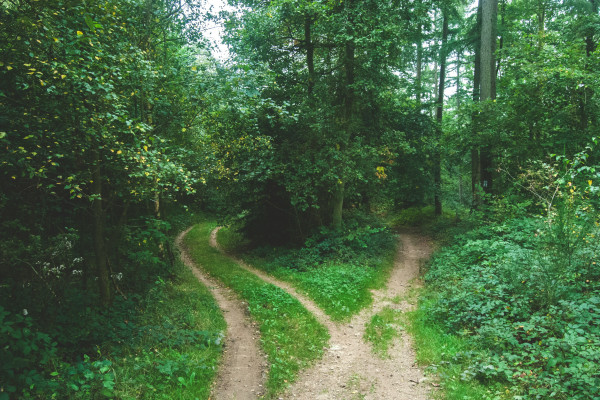Two roads splitting apart between trees, representing a choice between paths.