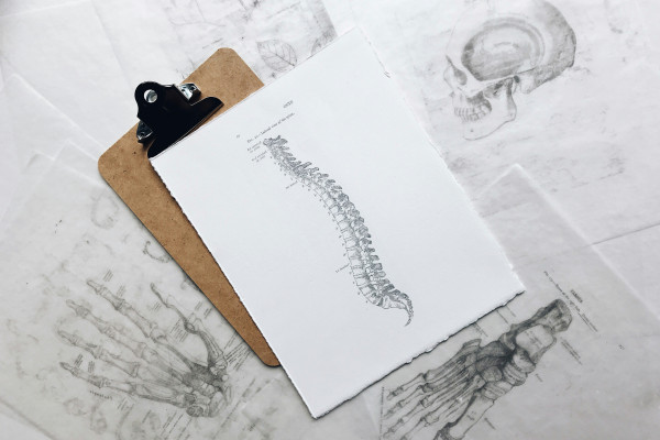 A vintage anatomical print of the human spine and nervous system on a clipboard.