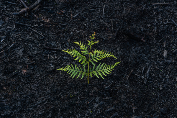 A green fern unfurling on the ground, symbolising gradual growth and regeneration.