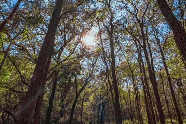 Sunlight streaming through green tree branches in a forest, representing the natural sunlight exposure the body needs to produce vitamin D