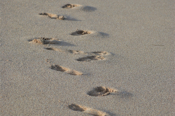 Barefoot footprints trailing along a sandy beach