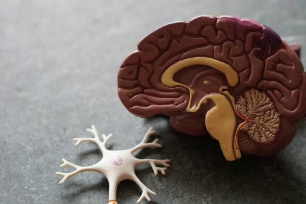 A detailed model of a human brain, showing its folded surface and structure.